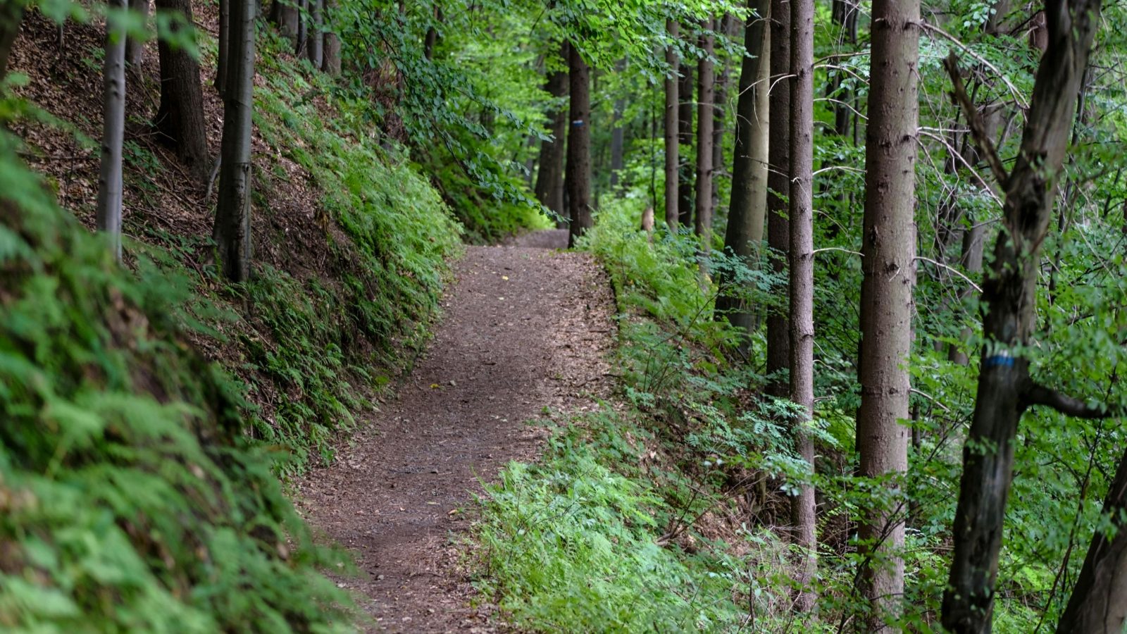 Hiking trails