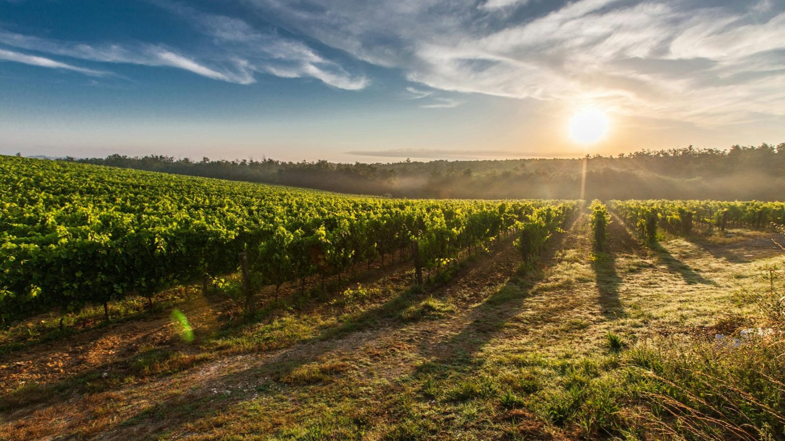 Lodi Wine Region